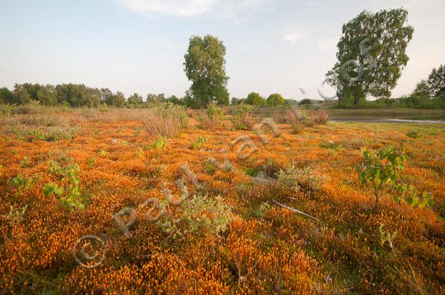 Mosveld bij ven PVH3-17947