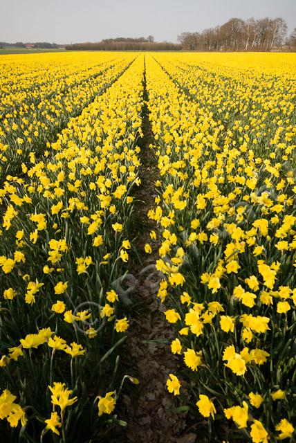 Narcissenveld PVH2-9587