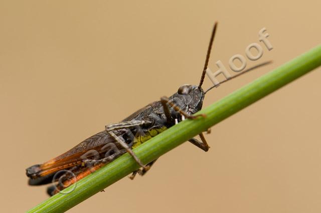 Negertje mannetje PvH3-24754