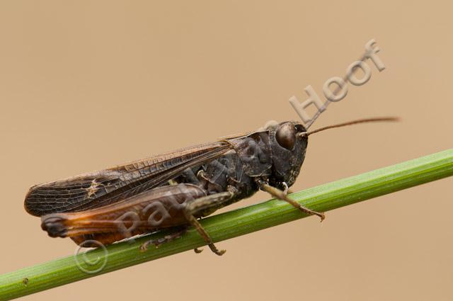 Negertje mannetje PvH3-24759