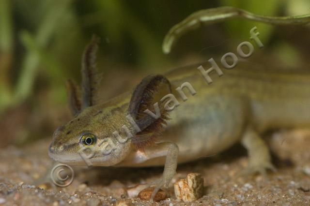 Neotene kleine watersalamander PVH1a-0323