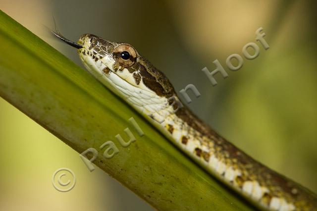 Neotropical bird snake PVH70b-3074