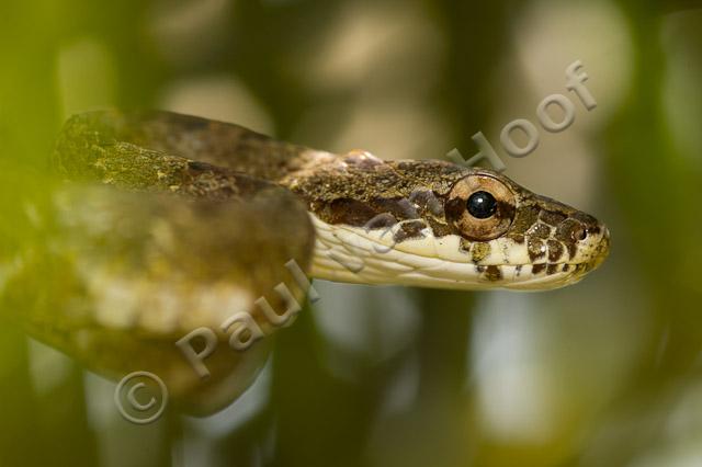 Neotropical bird snake PVH70b-3114