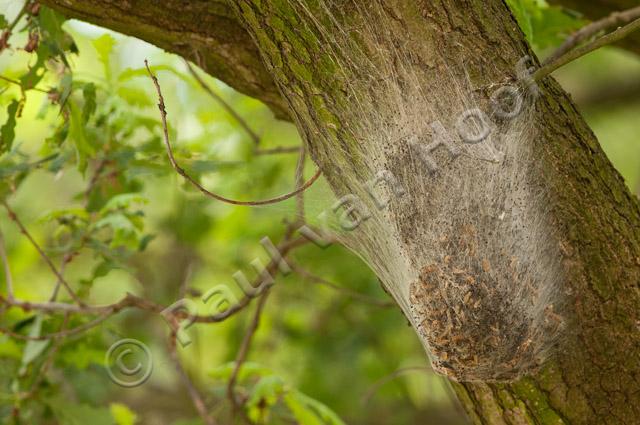 Nest van eikenprocessierups PVH3-39733