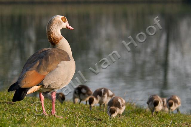 Nijlgans met jongen PVH3-00065