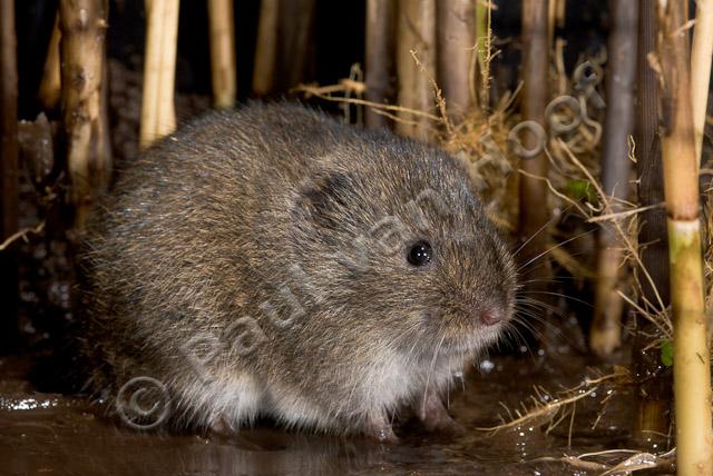 Noordse woelmuis PVH2-0846