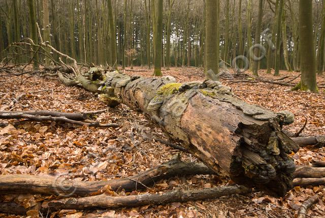 Omgevallen boom met tonderzwammen PVH2-23035