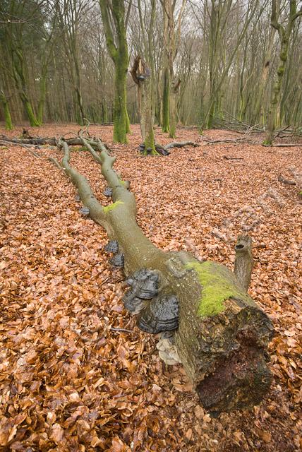 Omgevallen boom met tonderzwammen PVH2-23058