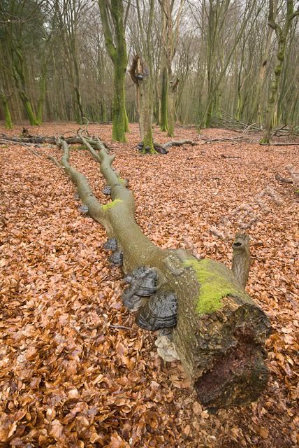 Omgevallen boom met tonderzwammen PVH2-23058