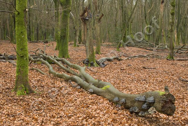 Omgevallen boom met tonderzwammen PVH2-23060