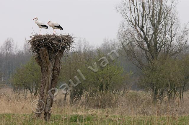 Ooievaars op nest PVH1a-2225