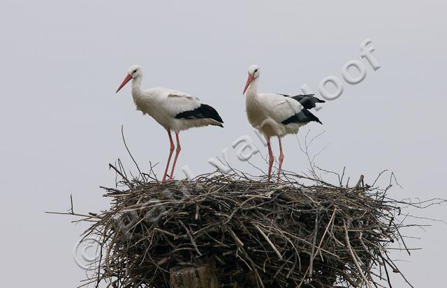 Ooievaars op nest PVH1a-2229