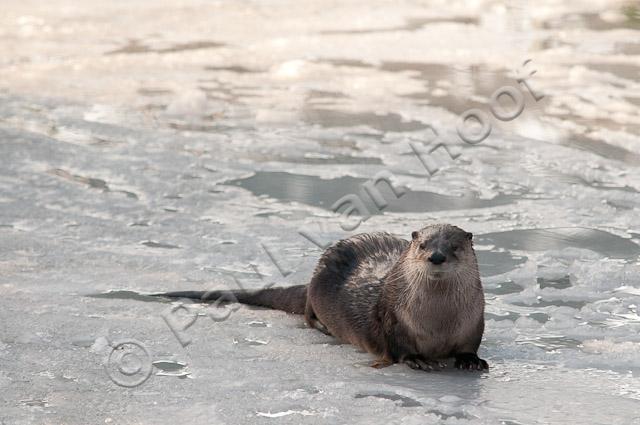 Otter op ijs PVH3-28649