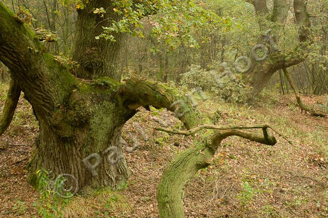 Oude eikenbomen PVH3-08987