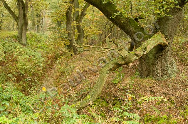 Oude eikenbomen PVH3-08999