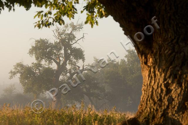 Oude eikenbomen PvH3-22746