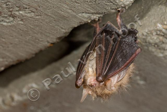 Overwinterende gewone grootoorvleermuis PVH2-22009