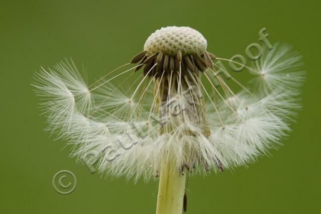 Paardenbloem PVH70b-10296