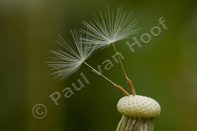 Paardenbloem PVH70b-10473