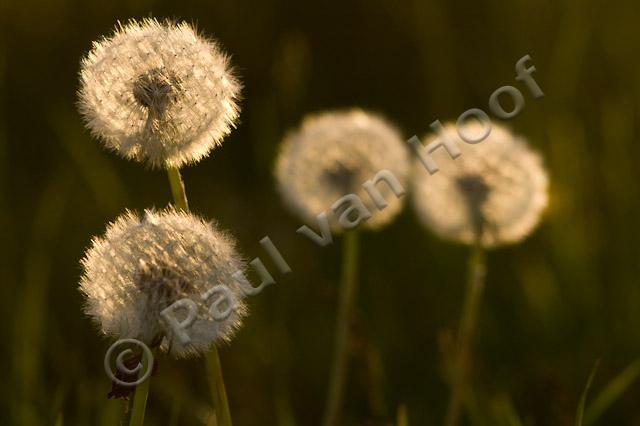 Paardenbloemen PVH1b-3913