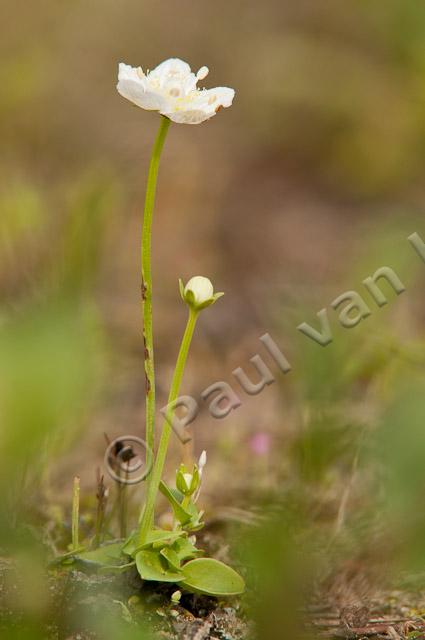 Parnassia PVH3-41475