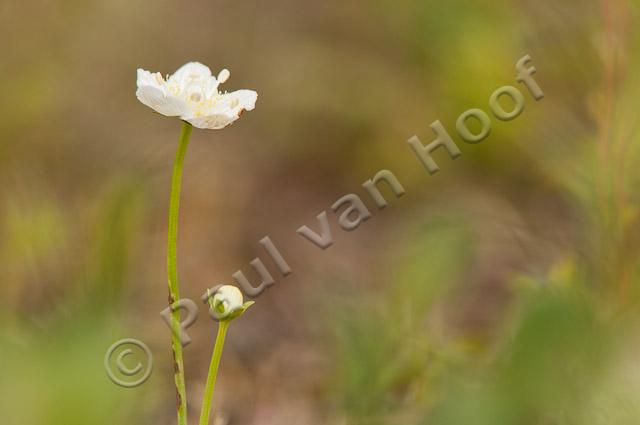 Parnassia PVH3-41482