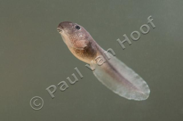 Partieel albino larven van gewone pad; Partial albinistic larvae of common toad PVH3-49734