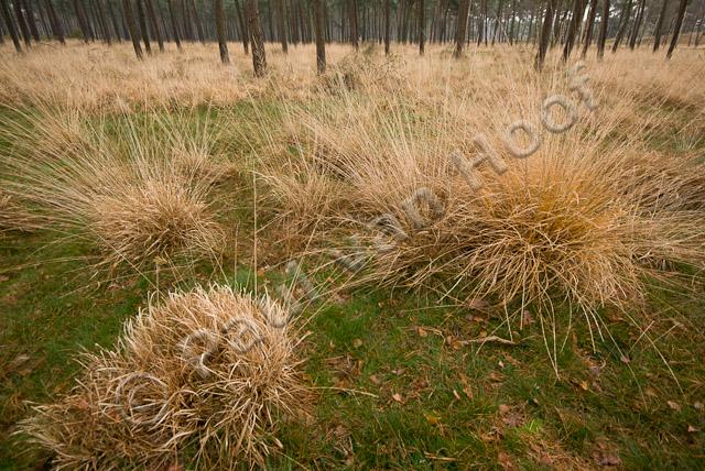 Pijpenstrootje in dennenbos PVH2-6906