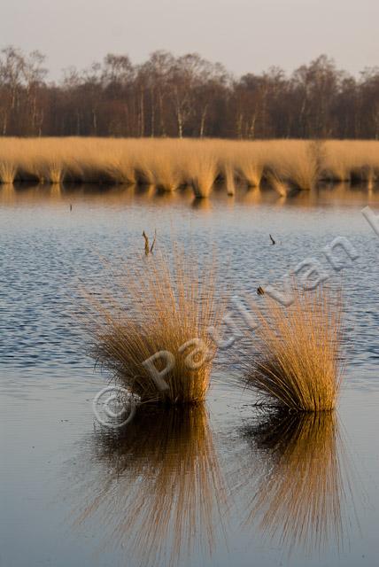 Pijpenstrootje PVH2-8412