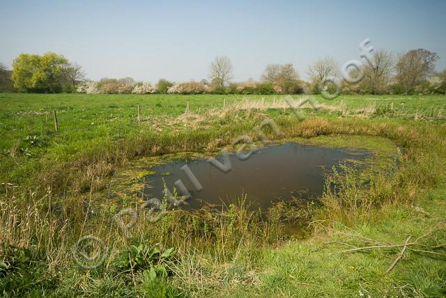 Poel in Maasheggen PVH2-11035