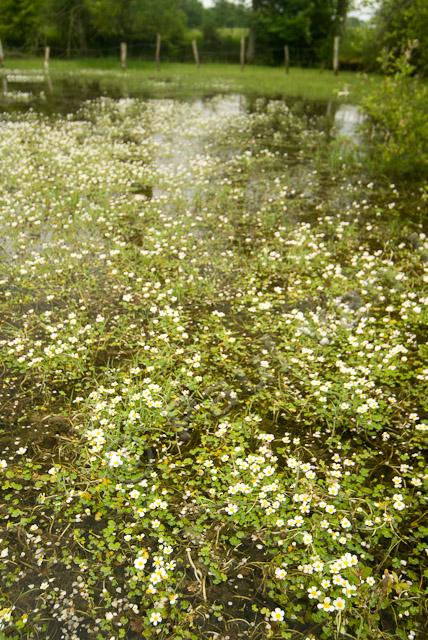 Poel met waterranonkel PVH2-0275