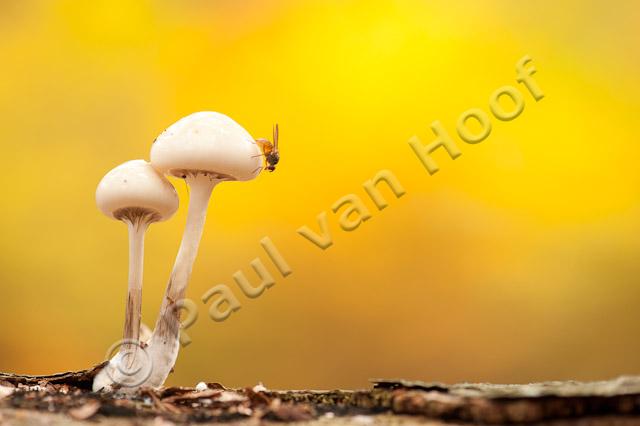 Porseleinzwam met vlieg; Porcelain fungus with fly PVH7-08625