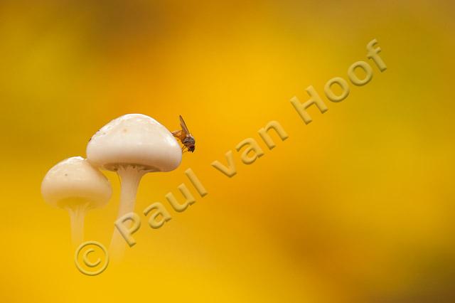 Porseleinzwam met vlieg; Porcelain fungus with fly PVH7-08645