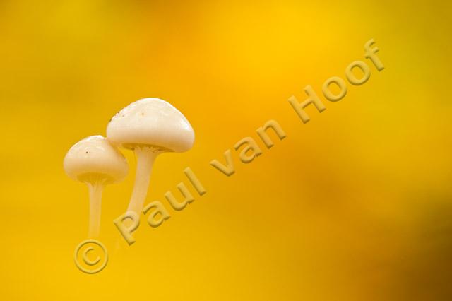 Porseleinzwam; Porcelain fungus; Oudemansiella mucida PVH7-08628