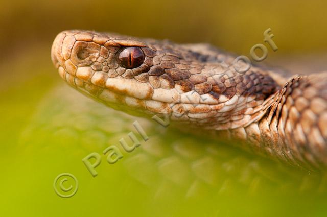 Portret adder PVH3-35389