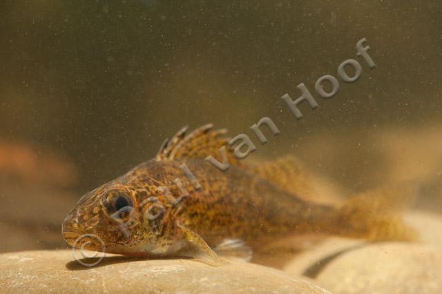 Pos; Eurasian ruffe; Gymnocephalus cernua PVH7-07896