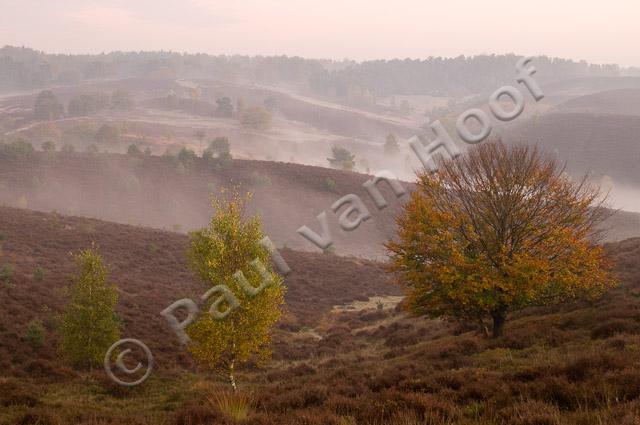 Posbank in herfst PVH3-09543