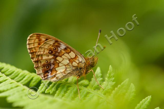 Purperstreepparelmoervlinder; Lesser marbled fritillary; Brenthis ino PVH7-03126