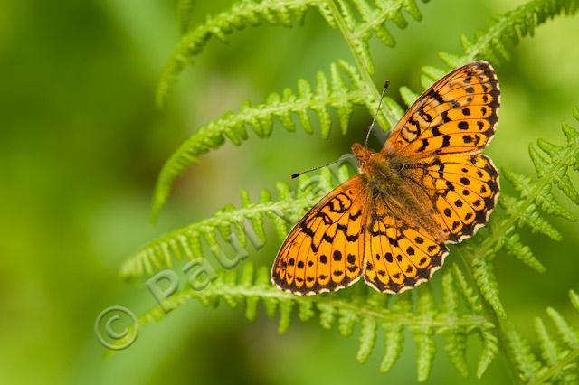 Purperstreepparelmoervlinder; Lesser marbled fritillary; Brenthis ino PVH7-03137