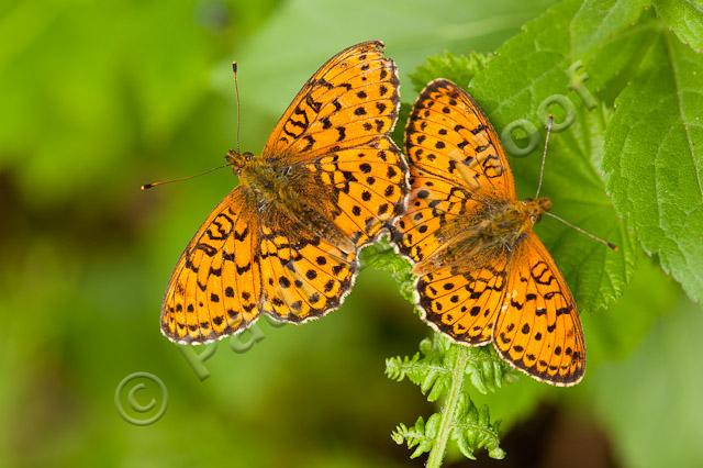 Purperstreepparelmoervlinder; Lesser marbled fritillary; Brenthis ino PVH7-03155