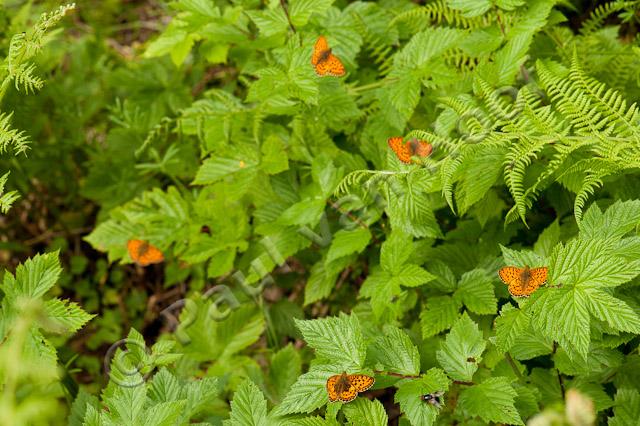 Purperstreepparelmoervlinder; Lesser marbled fritillary; Brenthis ino PVH7-03168