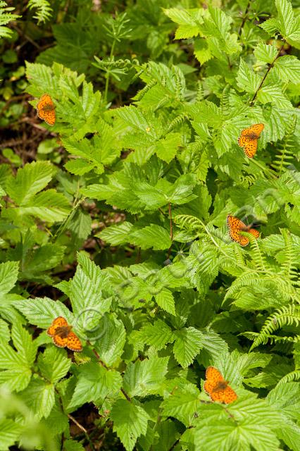 Purperstreepparelmoervlinder; Lesser marbled fritillary; Brenthis ino PVH7-03169