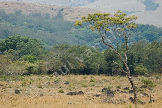 Rincon de la Vieja National Park PVH70b-1287