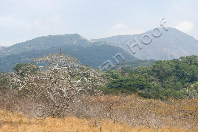 Rincon de la Vieja National Park PVH70b-1544