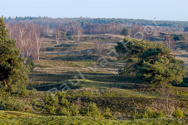 Rivierduinen PVH1a-0049