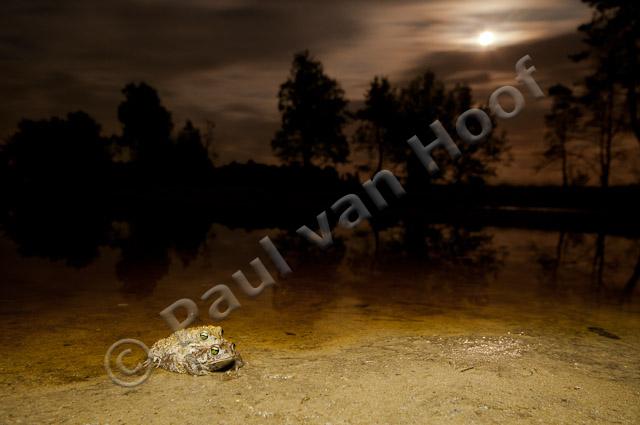 Rugstreeppadden in nachtelijk habitat PVH3-17977
