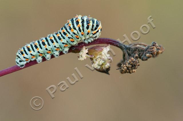 Rups van koninginnepage PVH3-42666