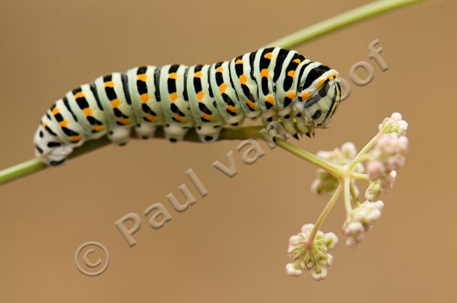 Rups van koninginnepage PvH3-24070