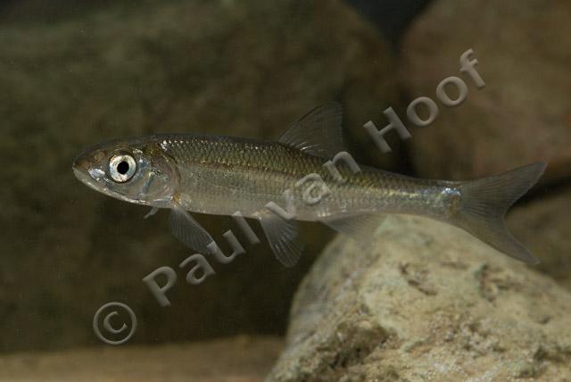 Serpeling PVH2-22342