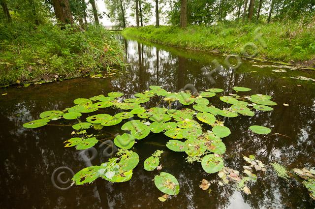 Sloot met gele plomp PVH3-44018